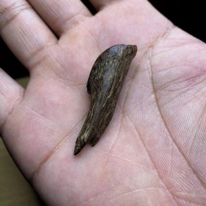 Mắt Tử Chìm - Tarakan - [305]