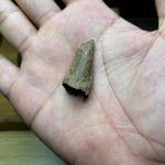 Mắt Tử Chìm – Tarakan – [250]